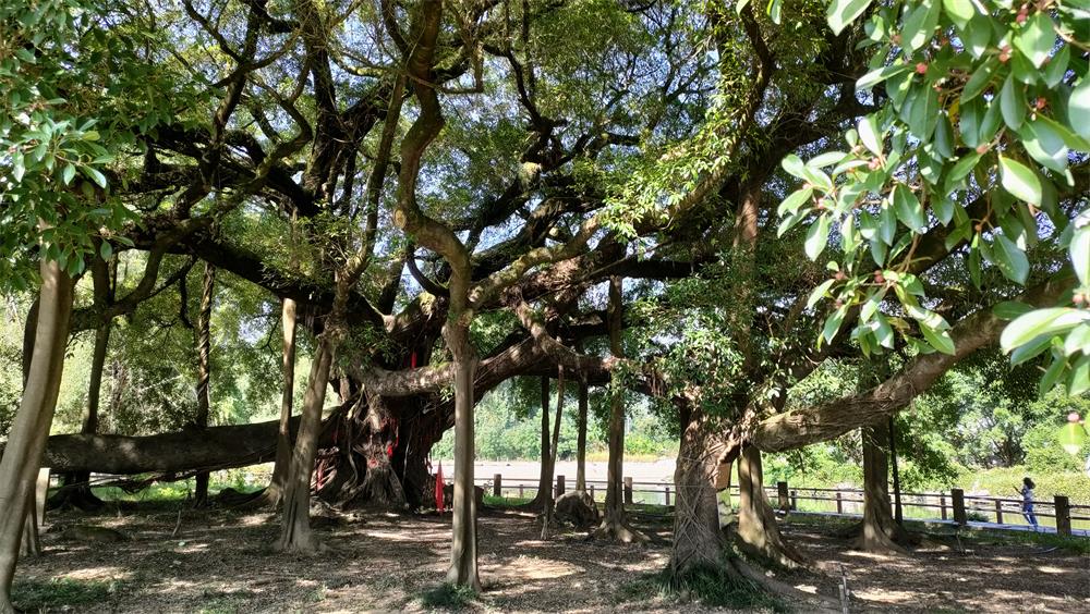 龙岗网站建设,深圳网络公司,龙岗网络公司